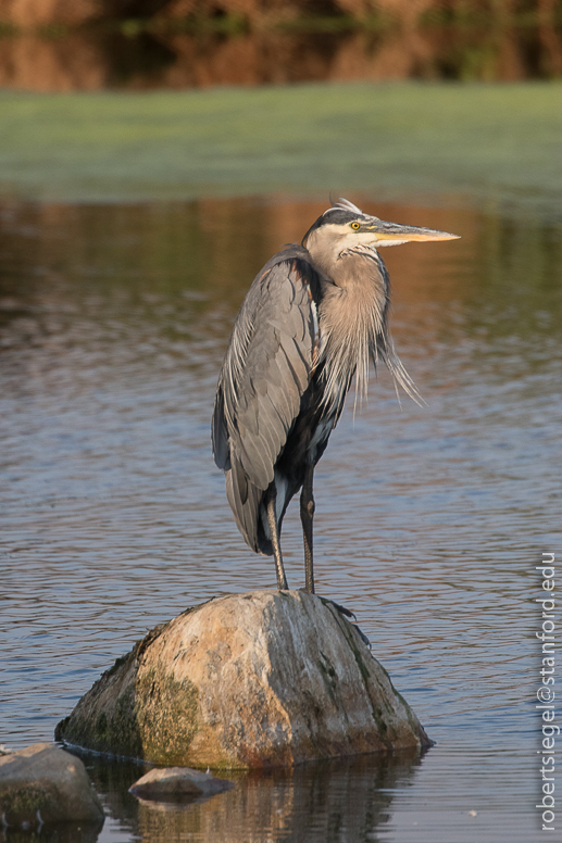 emily renzel wetlands